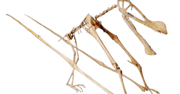 ornithocheirus-simus-tropeognathus